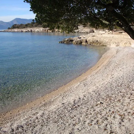 Olea * Pinezići