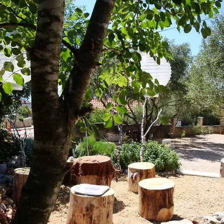 Olea *