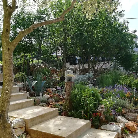 Olea *