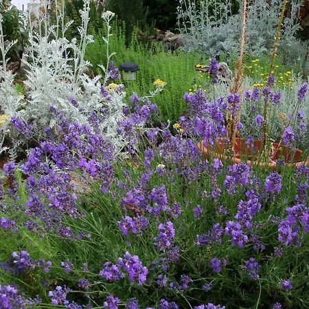 شقة Olea Pinezići