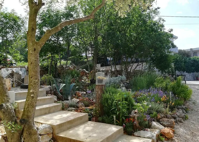 Olea *