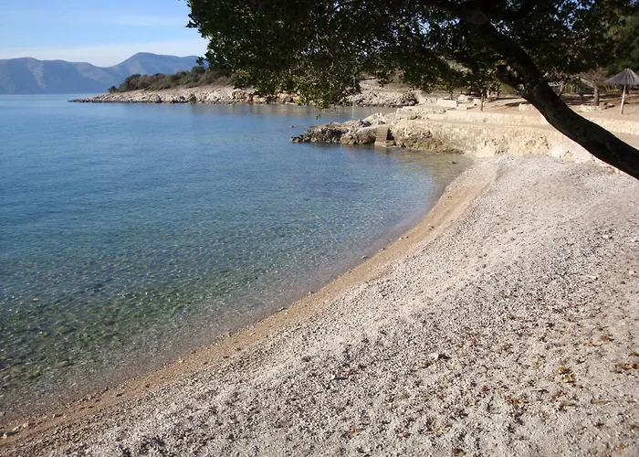 Olea * Pinezići
