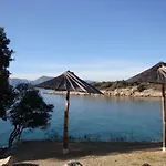 Olea *